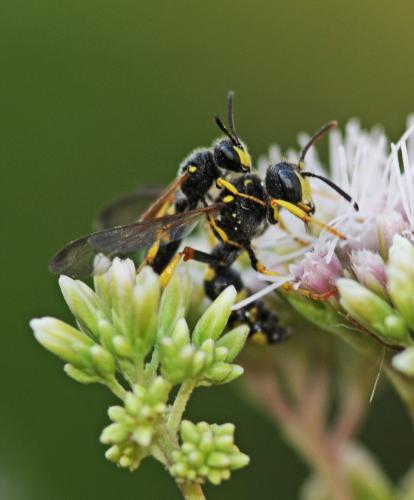 Cerceris rybyensis